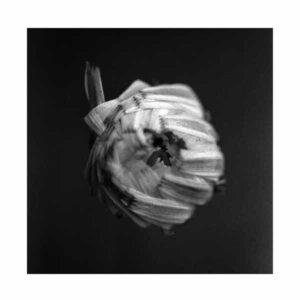 A Swarm Of The Sun - AN EMPIRE Vinyl LP