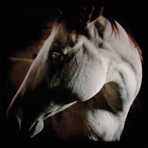 Brother Dege - HOW TO KILL A HORSE Compact Disc Digi