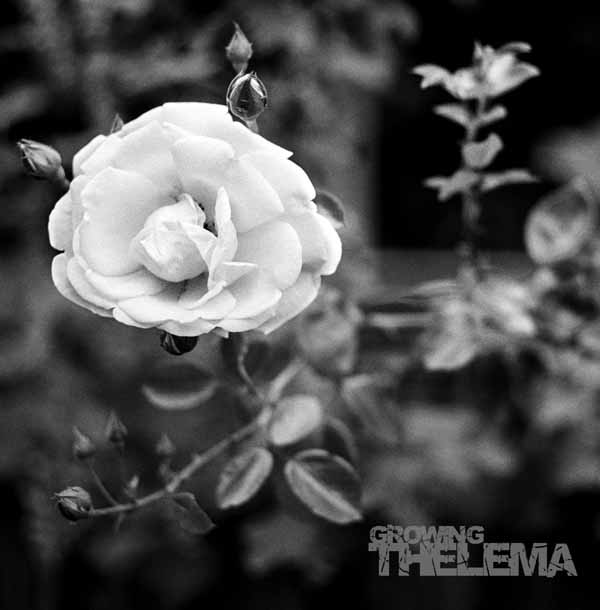 Thelema – GROWING Vinyl LP